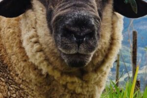 Camissa Farm Sheep