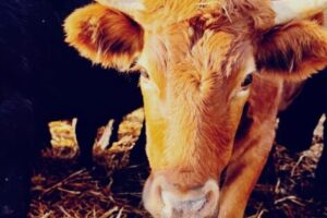 Camissa Cow