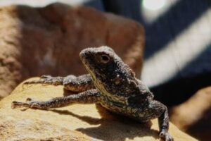 Agama Lizard